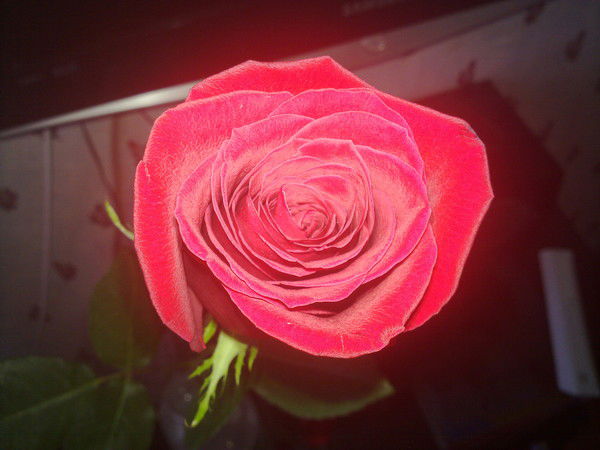 Леонид Гнутов