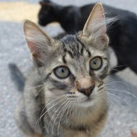 Анна Беляевская