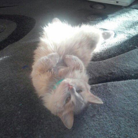 Галя Еремина