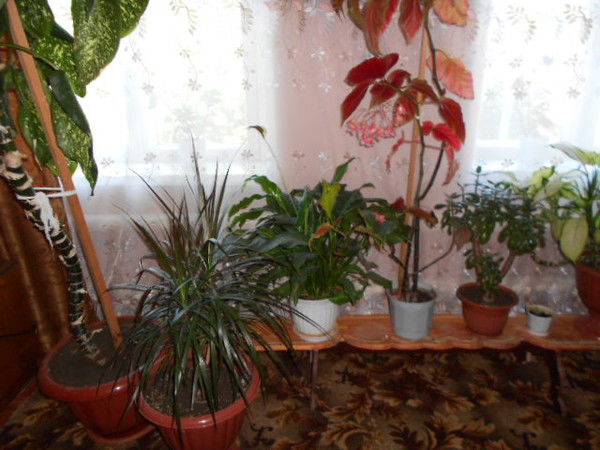 Нина Даданова