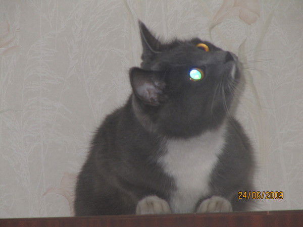 Варя Степина