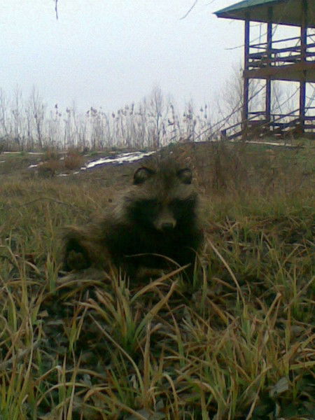 Астамур Саврасов