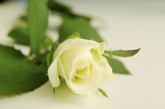 Анна Соколова