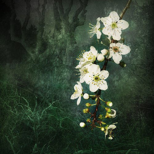 Светлана Исакова