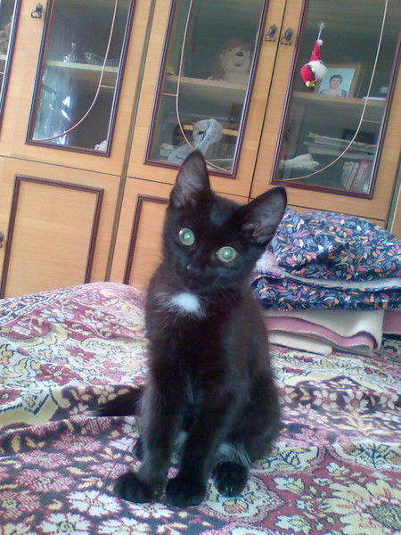 Людмила Бжевская