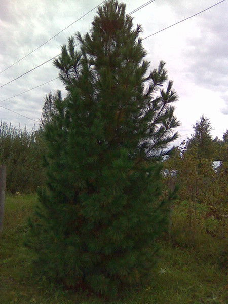 Оксана Гайко