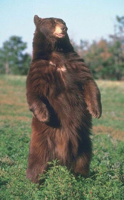 Дмитрий Медведев