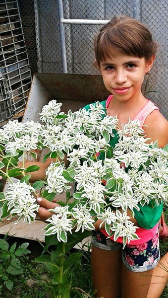 Алеся Парёха