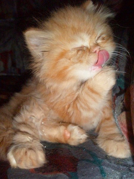 Людмила Шакало