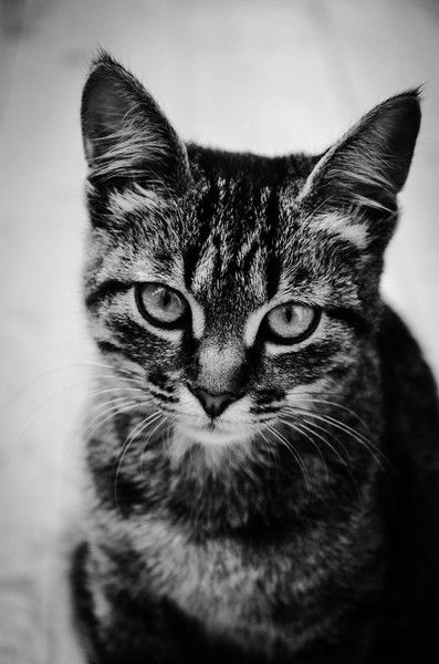 Алена Стерлягова