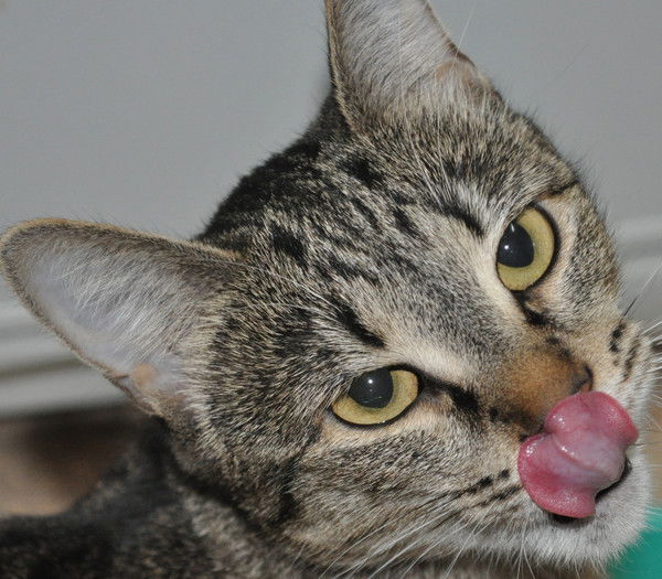 Инна Волкова