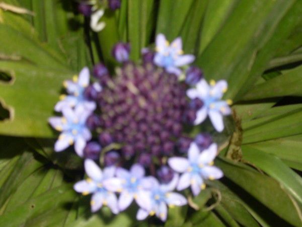 Раиса Кирдяпкина