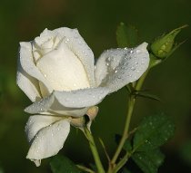 Елена Елена