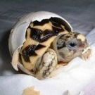 Анжелика Радаева