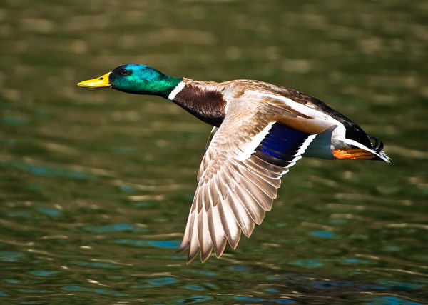 Александр Шамин