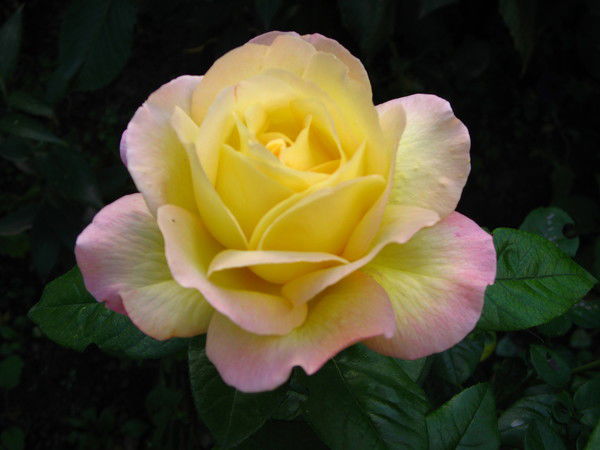 Оксана Лысенко