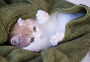 Наталья Яковлева