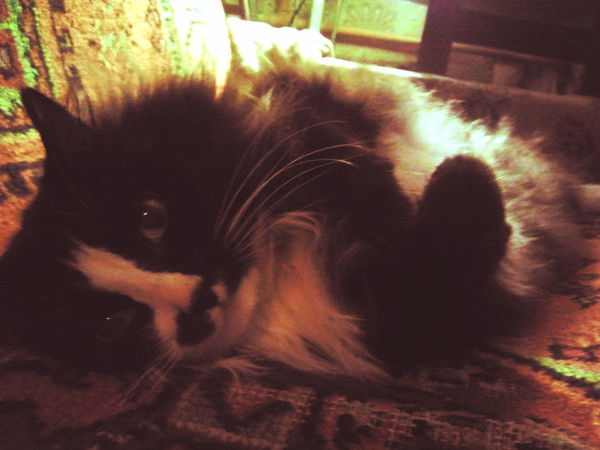 Вика Фатина