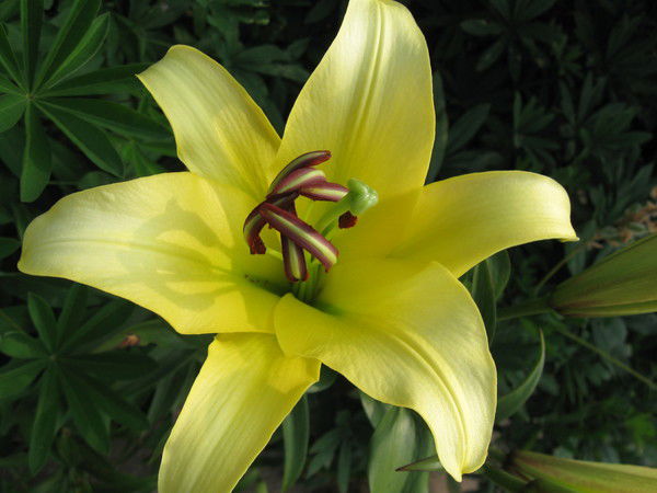 Елена Остапенко