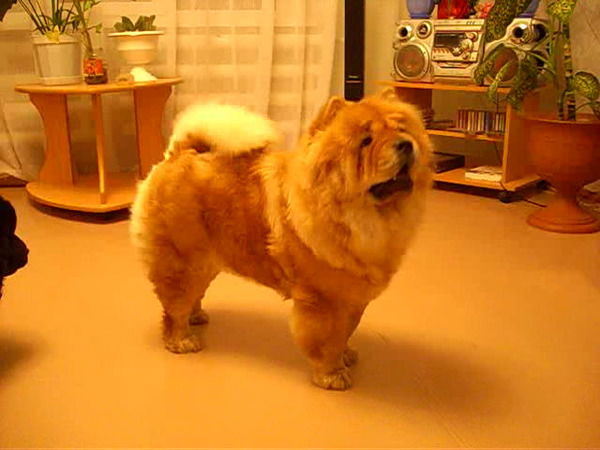 Людмила Черепанова