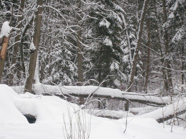 Любовь Пришутова