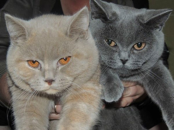 Александр Яковлев