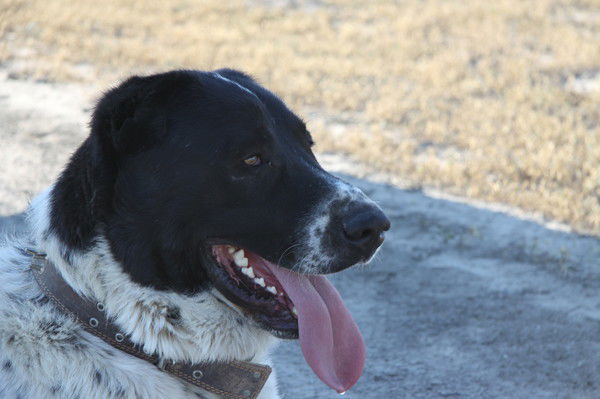 Алдаберген Дауленбаев