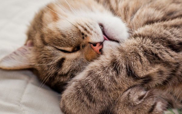 Светлана Вельмакина