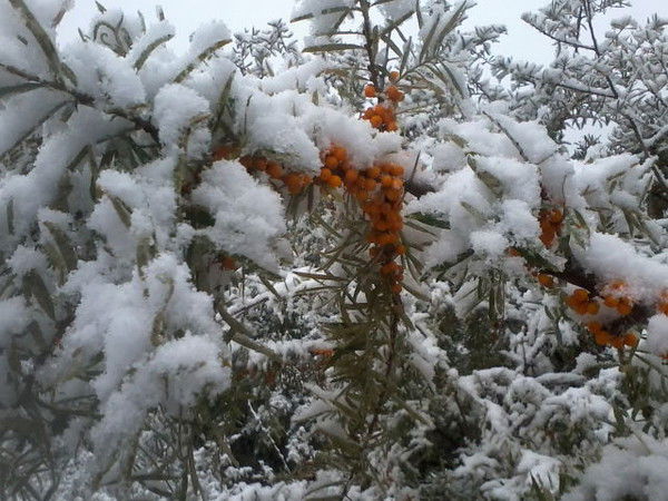 Валентина Кубышкина