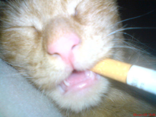 Евгений Терентьев