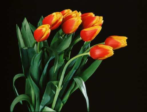 Рита Кипиани