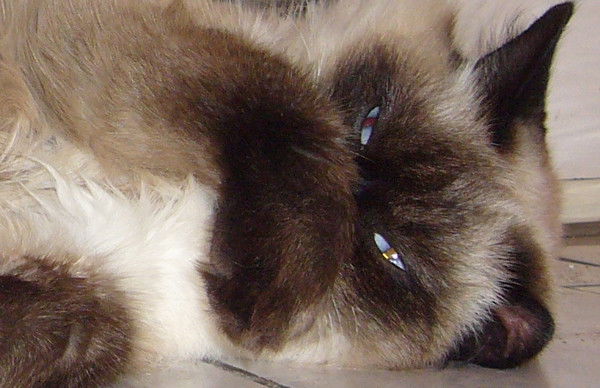 Сергей Сергеев