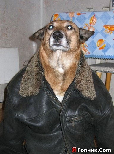 Шамиль Магомедов