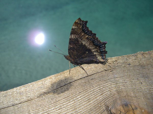 Людмила Спиридонова