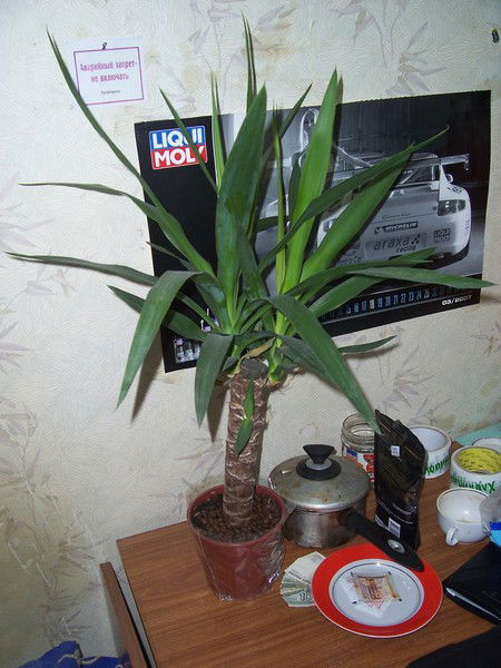 Александр Новицкий