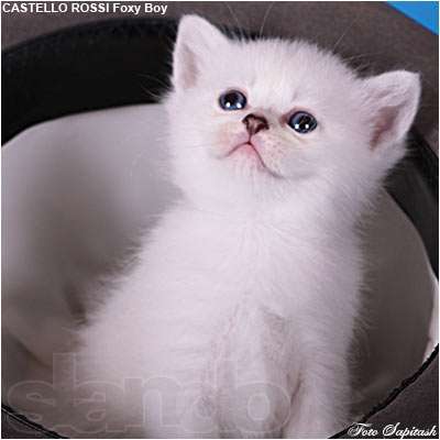 Дарья Иванова