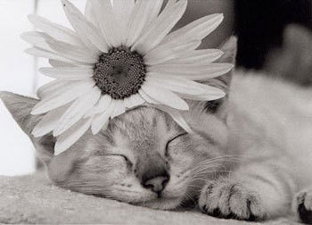 Александра Платонова