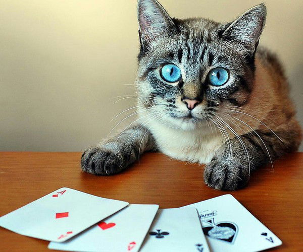 Ирина Фейфер