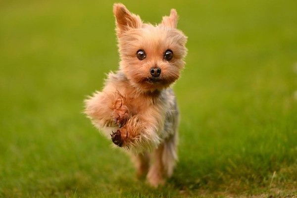 Анна Шеповалова