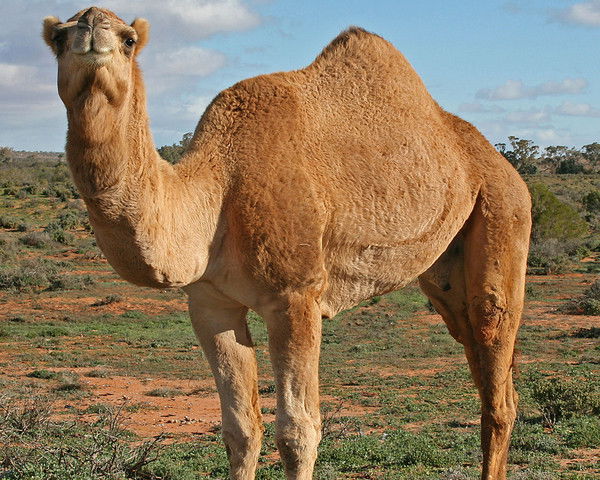 Светлана Воловикова