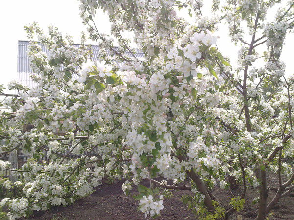 Наталья Савина