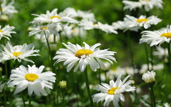 Ирина Дизер