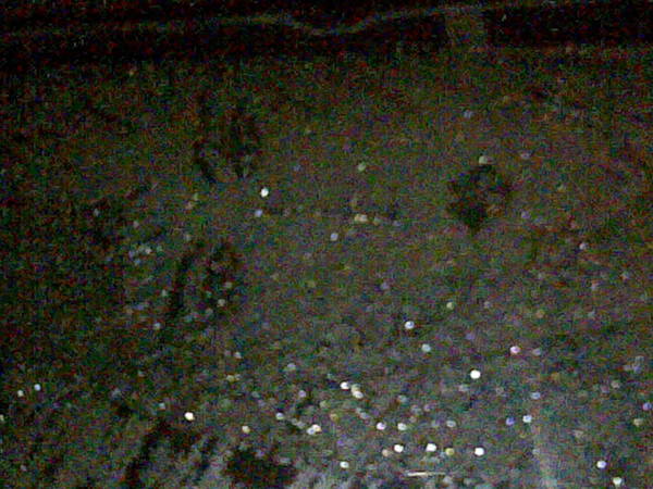 Наташа Зайченко