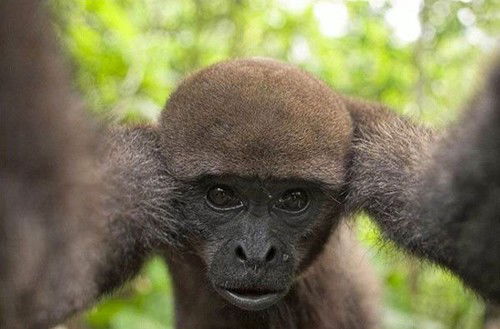 Виктор Курков