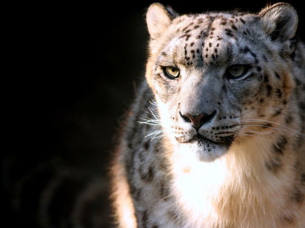 Рамиль Галявин