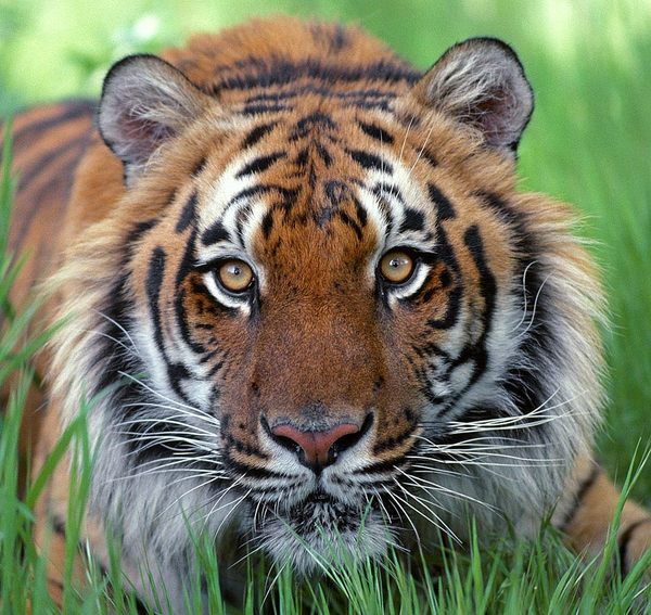 Вячеслав Ульянов