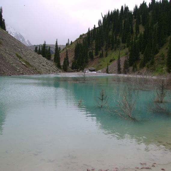 Николай Кодочигов