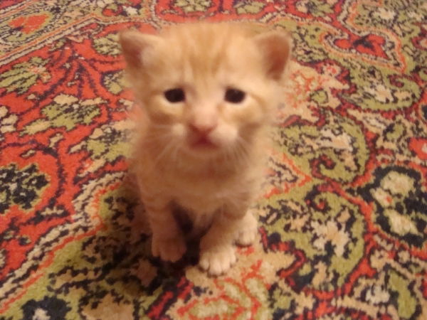 Даня Колосовский