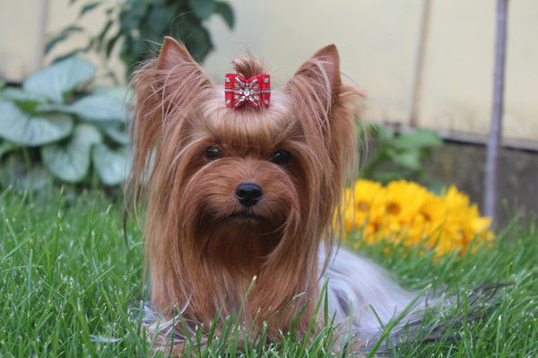 Татьяна Овчарова