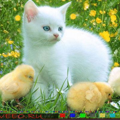 Елена Малахова